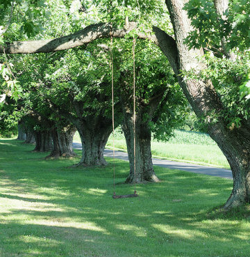 tree maintenance Kansas City