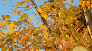 tree maintenance in Kansas City