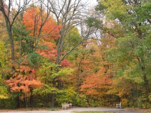 tree care in Kansas City