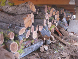end of a tree's life
