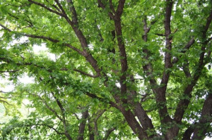 the Shape of a Tree's Leaf