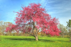 How a Tree's Worth is Calculated