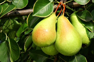 Avoid Ornamental Pear Trees