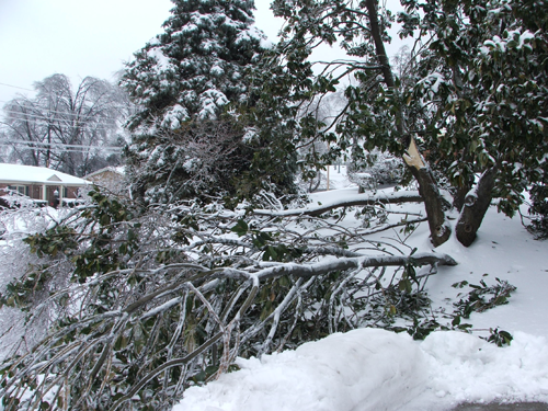 winter tree damage