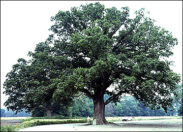 bur oak