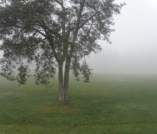 Tree maintenance Kansas City area