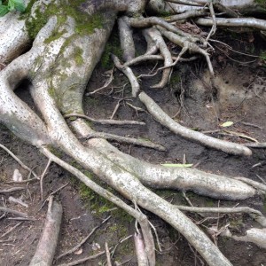 tree healthcare