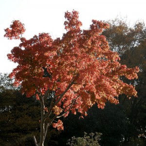 tree care companies Kansas City