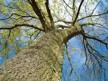 tree maintenance Kansas City