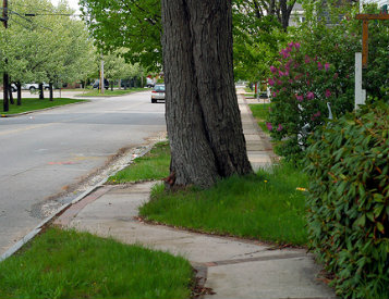 tree care services in Kansas City