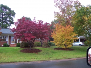 tree maintenance in Kansas City