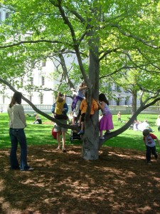 tree care in Kansas City