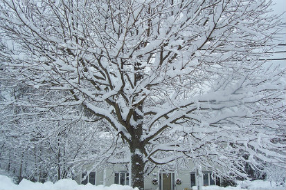 tree maintenance