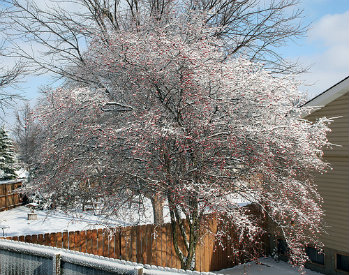 tree care Kansas City