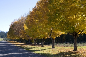 tree maintenance Kansas City