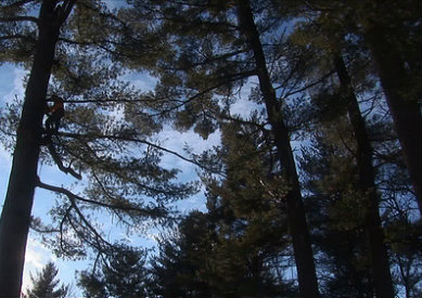 tree maintenance