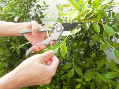 pruning