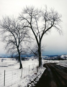 tree care services Kansas City