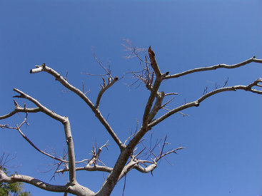 tree healthcare