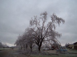tree care services Kansas City