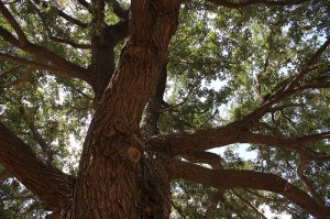 tree healthcare