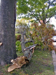 tree care specialists Kansas City
