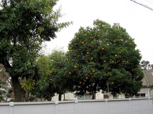 tree care Kansas City