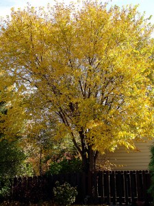dealing with neighbors' trees