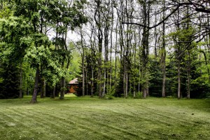 reasons to add more trees