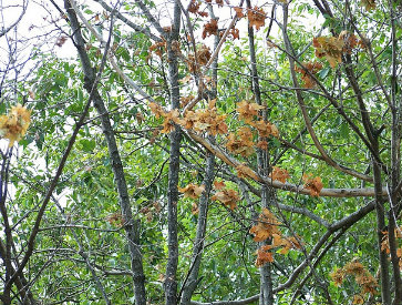 tree healthcare