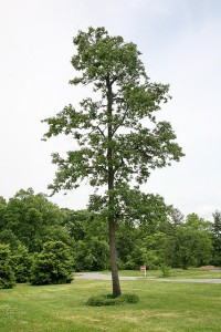 plant a healthy tree