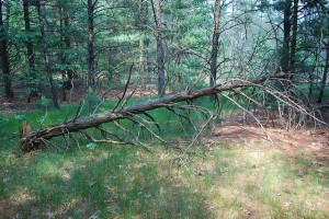 downed branches and trees