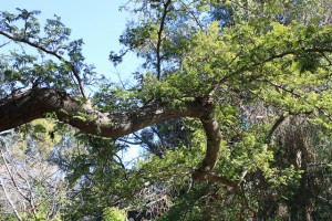 tree limb removal