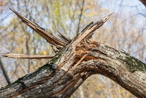 damaged tree