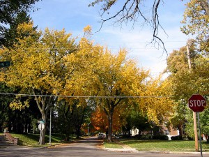 Benefits of Living in a Tree-Filled City