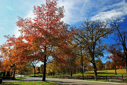 Can Trees Remove Pollution
