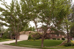 tree health