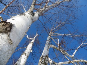 Birches Suffering From Summer Heat