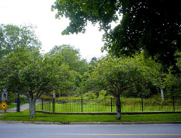 growing trees in urban environments