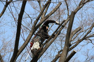 trim your trees yourself