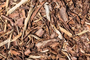 caring for your trees