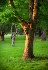trees in Kansas City