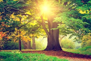 care tips for your trees