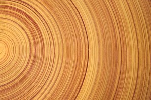 Inner workings of a tree