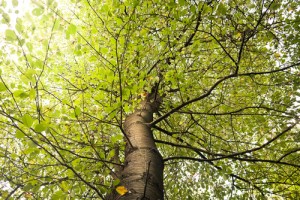 best possible tree to plant in your yard