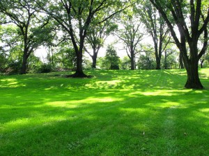 Planting Trees in Kansas City