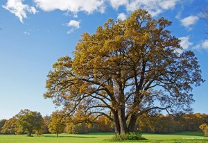 trees and air quality