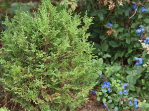 Trees to Plant in Small Spaces