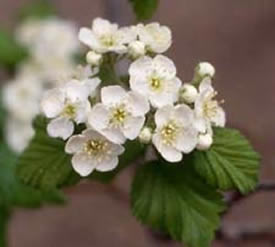 downy hawthorn