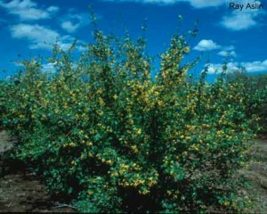 golden currant